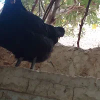 مرغ جوان تخم گذار