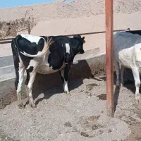 تلیسه آبستن