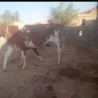 گاو با گوساله هلشتاین واکسن زده پاک سالم