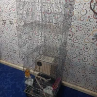 قفس درسوسنگرد