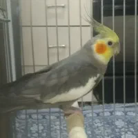 طوطی عروس هلندی