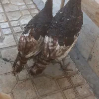 بوقلمون نر ماده سالم سرحال