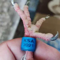 پلاکی خارجی|پرنده|اهواز, مجاهد|دیوار