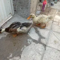 دو عدد جوجه اردک ۴ ماهه