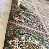 عروس هلندی