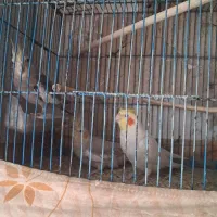 ۳ عدد عروس هلندی سخنگو