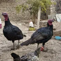 13عدد بوقلمون فروشی|حیوانات مزرعه|ورامین, ورامین|دیوار