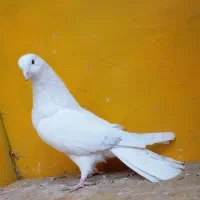 کبوتر گره بند|پرنده|کوهدشت, |دیوار