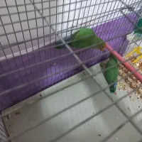 طوطی برزیلی|پرنده|نقده, |دیوار