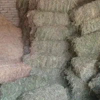 یونجه چین دوم