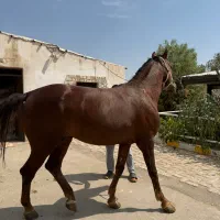 اسب پرش دوسر خارجی نریان هلندی kwpn|اسب و تجهیزات اسب‌سواری|تهران, بوستان چیتگر|دیوار