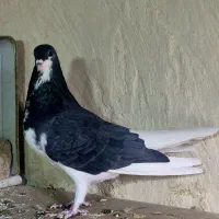 کبوتر نقش و رنگی|پرنده|فولادشهر, فولادشهر|دیوار