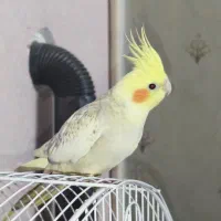 جفت عروس هلندی کارداده دستی  سخنگو کینگ تاج پرنسسی