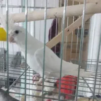 عروس هلندی آلبینو|پرنده|خرم‌آباد, |دیوار