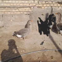 یک جفت غاز اصیل|حیوانات مزرعه|شادگان, |دیوار