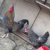 مرغ و خروس محلی