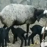 بهترین دام دوقلوزا از مجموعه  اموزشی ما تهیه کنید