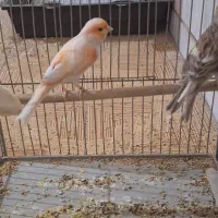 جفت قناری طوطی کوتوله فنچ سهره عروس هلندی|پرنده|خمینی‌شهر, |دیوار