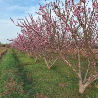 نهالستان جوتیار|خدمات باغبانی و درختکاری|میاندوآب, |دیوار