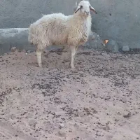 ۱ راس تقلی شیرازیی