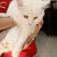 گربه پرشین واگذاری