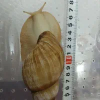 حلزون آلبینو کلاژن ساز|خزنده|قم, زنبیل آباد|دیوار