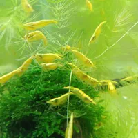 میگو شرمپ گوپی گیاه آکواریم