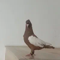 سینه سرخ