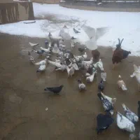 کفتر پرشی|پرنده|سردرود, |دیوار