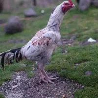 خروس لاری