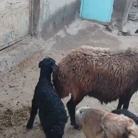 گوسفند|حیوانات مزرعه|هریس, |دیوار