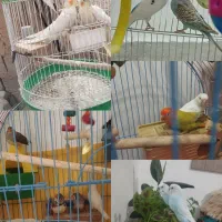 فروش پرندع ب صورت یکجا و جفتی همگی خانگی هستن