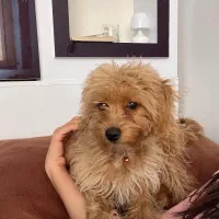 فروش توله پودل|سگ|اصفهان, بهارستان|دیوار