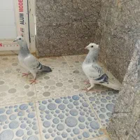 کفتر مینا شامی.سرخ زرد