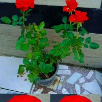 فروش گلهای خوشگل قیمت همه گلا نوشته شده حتماببینید