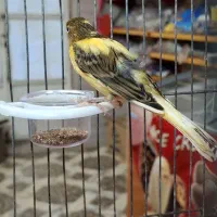 دوتا قناری جوجه نره