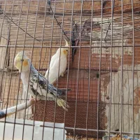 جوجه نر وماد شیش ماهه|پرنده|پاکدشت, خاتون آباد|دیوار