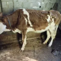 گاو هولیشناین جوان آماده|حیوانات مزرعه|رشت, بازار|دیوار