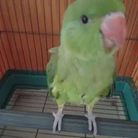 فروش جوجه ملنگو