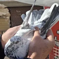 ماده های خوب و زیبا|پرنده|مشکیندشت, |دیوار