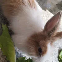 خرگوش|موش و خرگوش|کرمانشاه, |دیوار