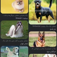 یک عدد سگ پیدا شده