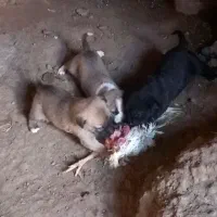 ووااگذ|سگ|سراب, |دیوار