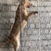 واگذاری پژدر ۱۱ماهه|سگ|بوکان, |دیوار