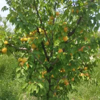 خریدار حیاط در گلبهار 1/۵ میلیارد نقدی وباغ|پیشفروش املاک|چناران, |دیوار