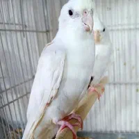 عروس هلندی