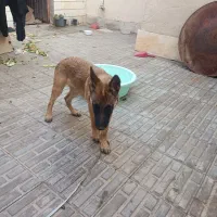 گمم شده|سگ|سیرجان, |دیوار