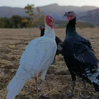 بوقلمون محلی