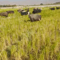 میش داشتی در بیضا