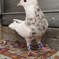 کبوتر طوقی اصیل